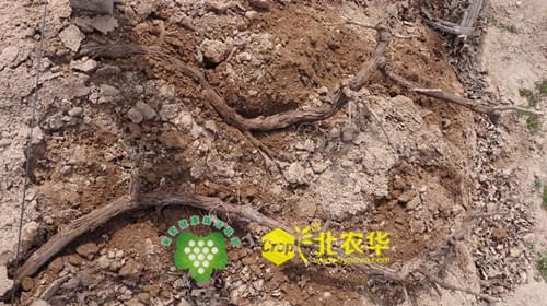 北农华