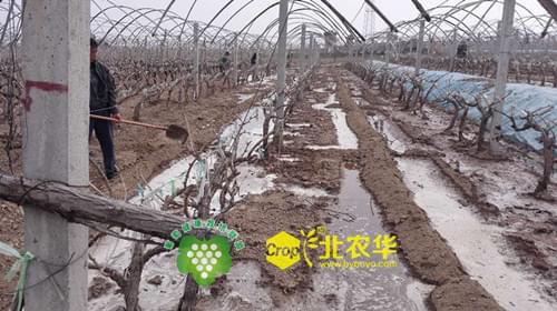 北农华