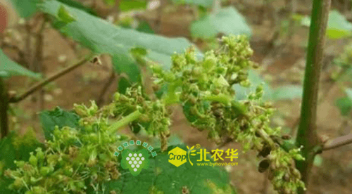 北农华