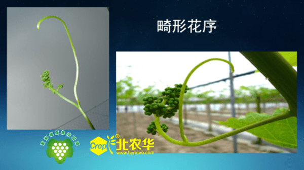 北农华