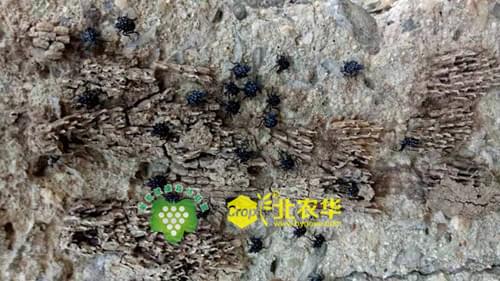 葡萄斑衣蜡蝉