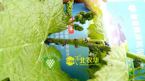 葡萄斑衣蜡蝉