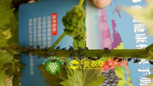 葡萄斑衣蜡蝉
