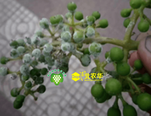 葡萄霜霉病