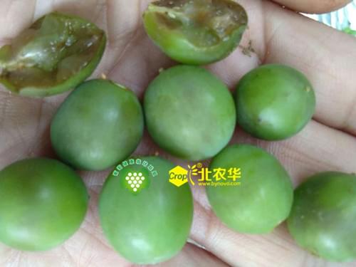 葡萄霜霉病上果