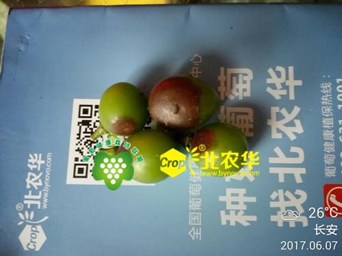 葡萄灰霉病