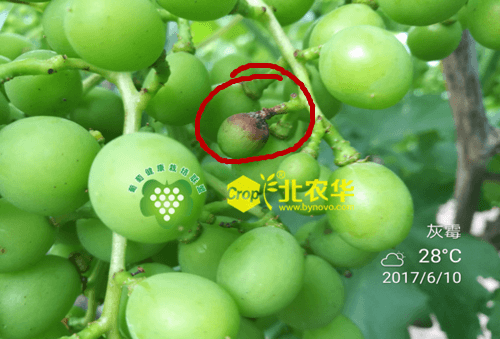 进入6月份葡萄灰霉病等病虫害防不胜防!