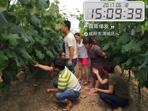 咸阳葡萄霜霉病 咸阳葡萄霜霉病