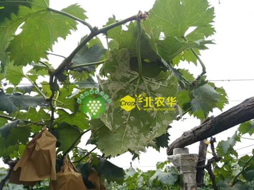 葡萄霜霉病