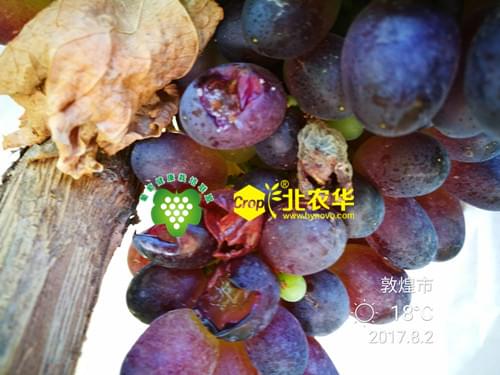 葡萄酸腐病