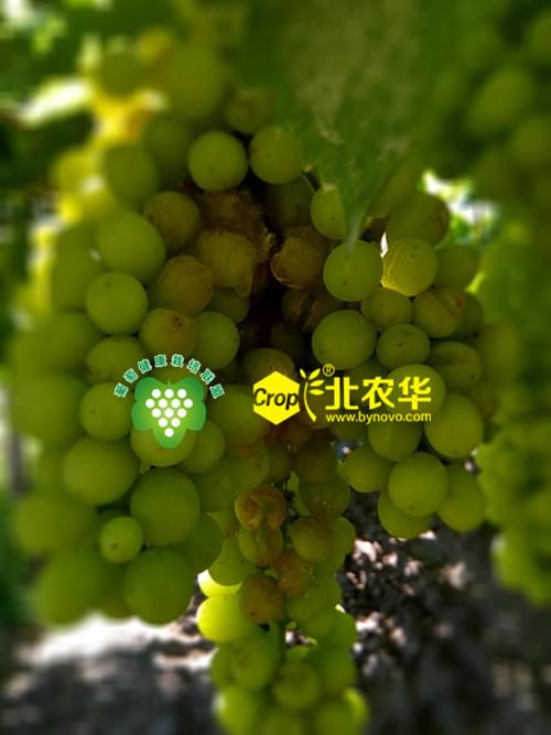 裂果引起葡萄酸腐病