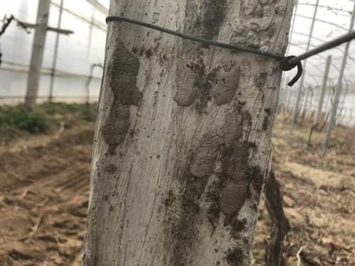 葡萄清园 葡萄清园