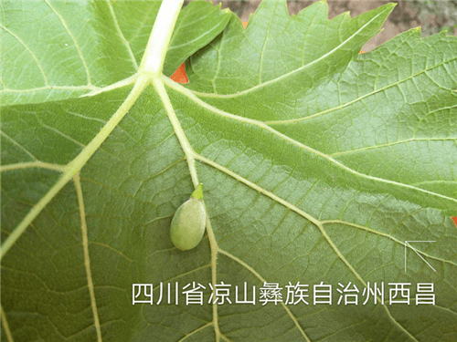白粉病僵果