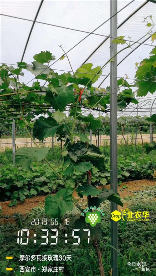 葡萄健康栽培与健康植保
