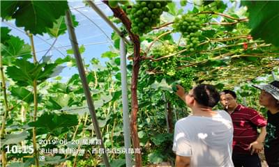 北农华:葡萄健康栽培与植保我们一直在路上