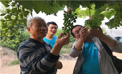 阳光玫瑰葡萄健康栽培技术!你必须学会!