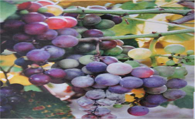 葡萄健康栽培与植保经验分享——葡萄转色期健康管理方案