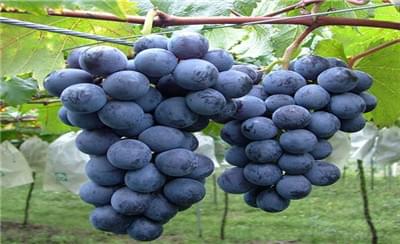 葡萄健康栽培与植保之巨峰葡萄如何种植
