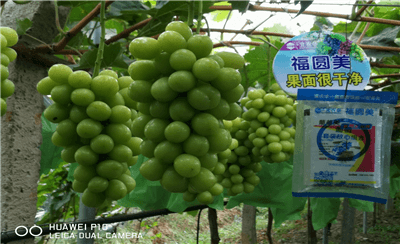 北农华为您揭晓,葡萄种植户为何在雨中相聚