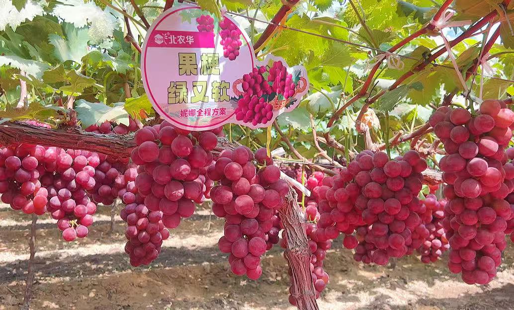 微信图片_20250909174109_1245_199